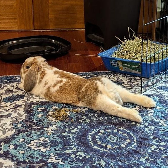 Roxie, a Adoptable Mini Lop in Coralville, IA image 2/6