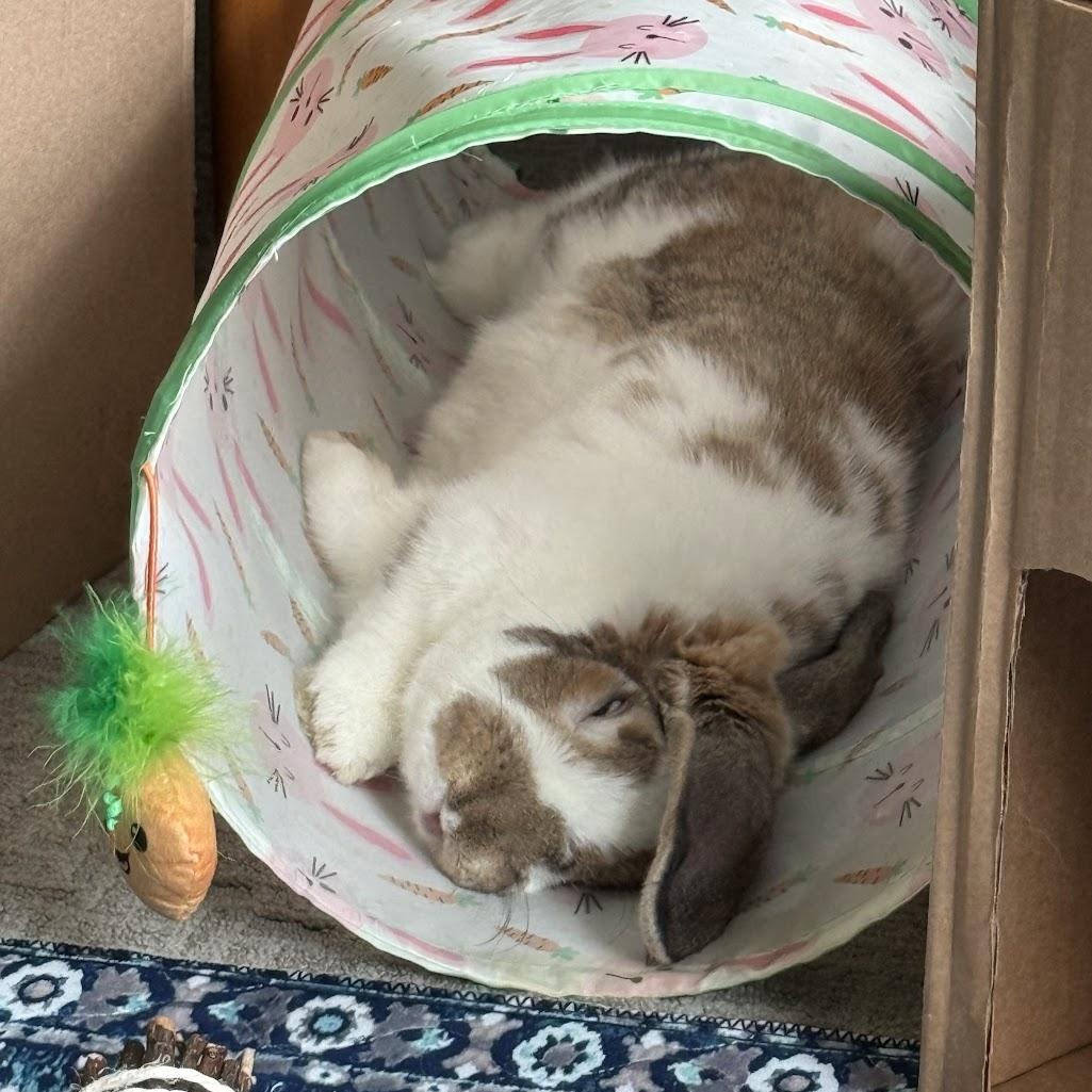 Roxie, a Adoptable Mini Lop in Coralville, IA image 4/6