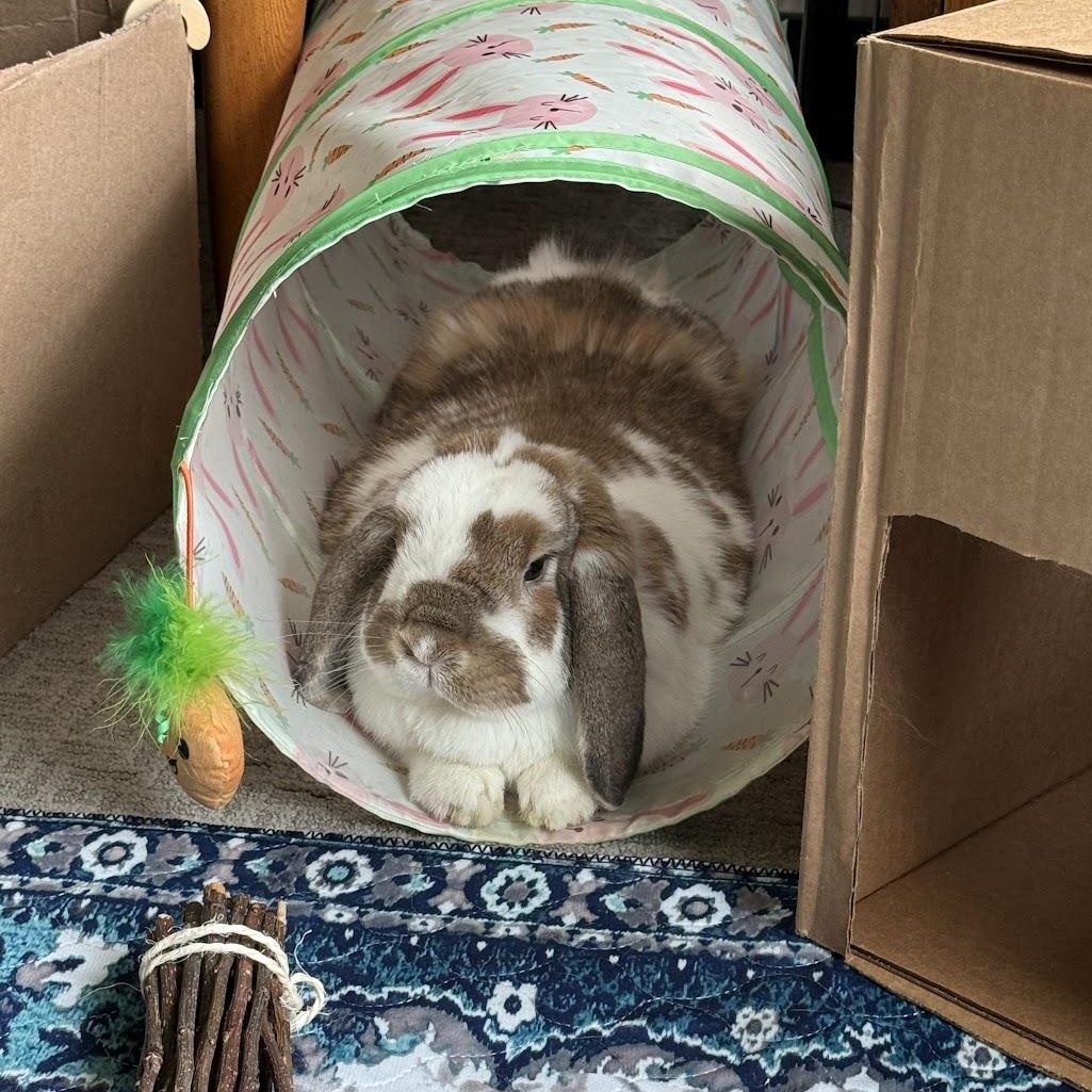 Roxie, a Adoptable Mini Lop in Coralville, IA image 3/6