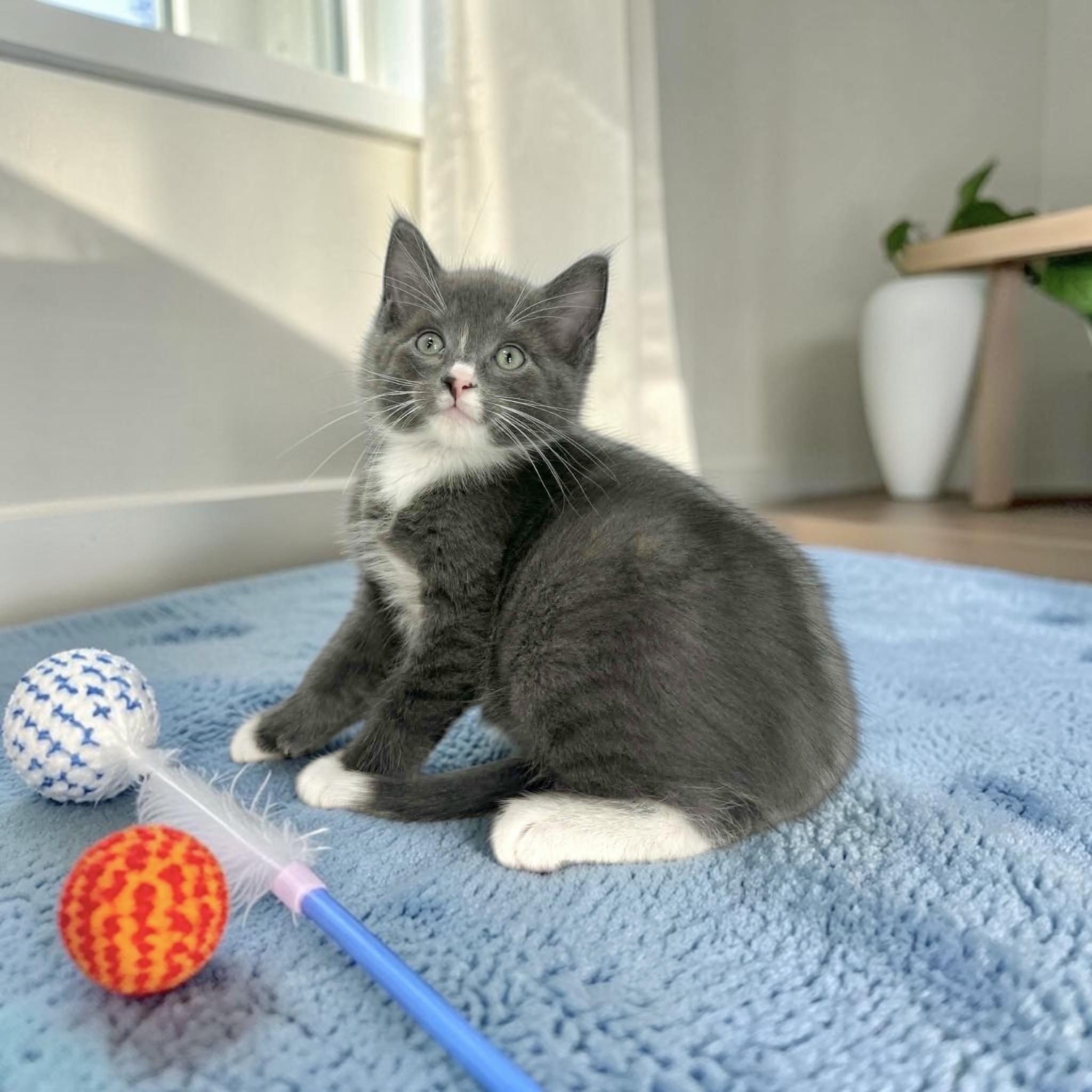 Stash, adopted, Kitten Male Tuxedo.