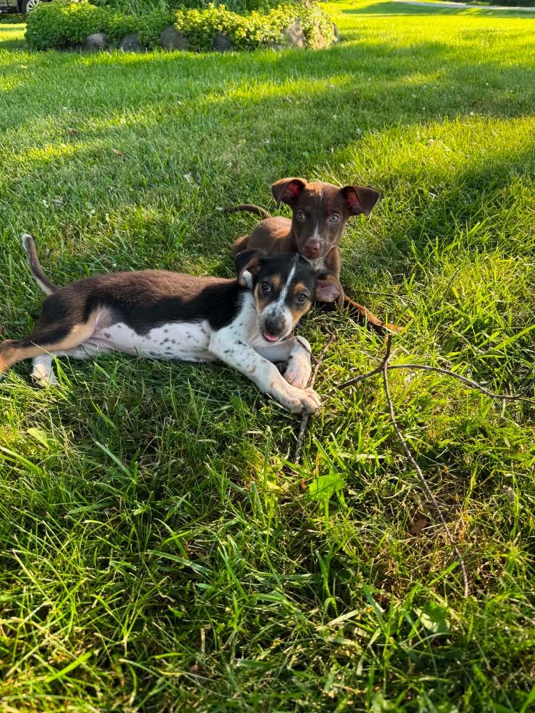 Chloe, Adoptable, Puppy Female Mixed Breed & Beagle.