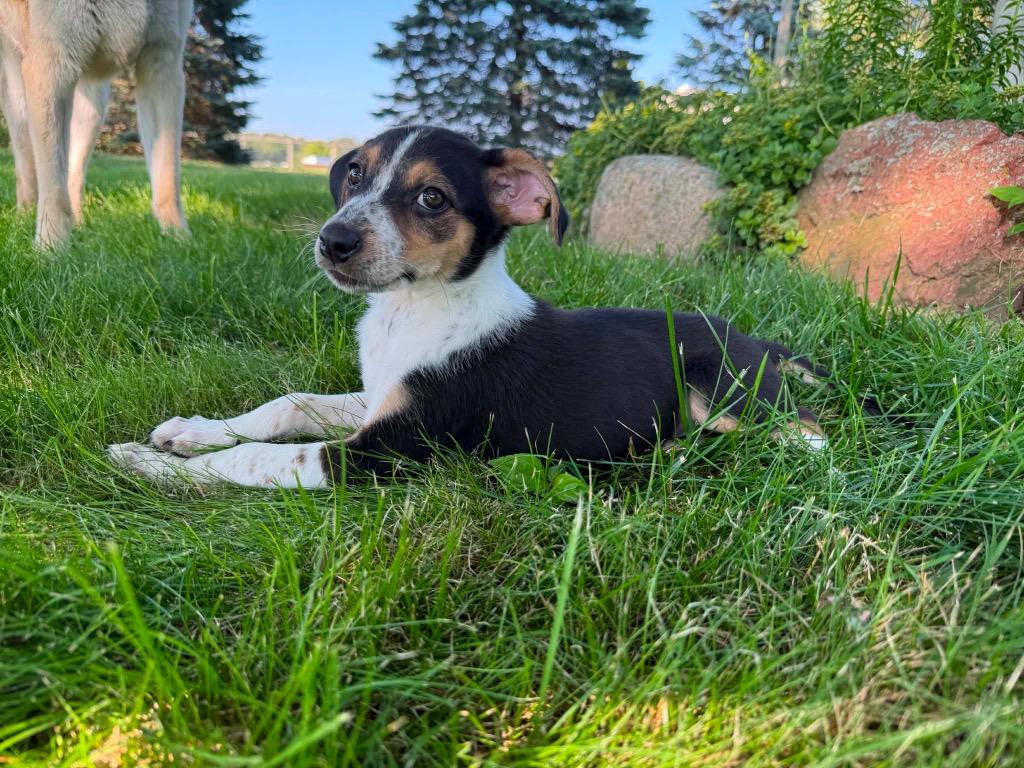 Enlarge Chloe, a Adoptable mixed breed in Bristol, WI image 2/6