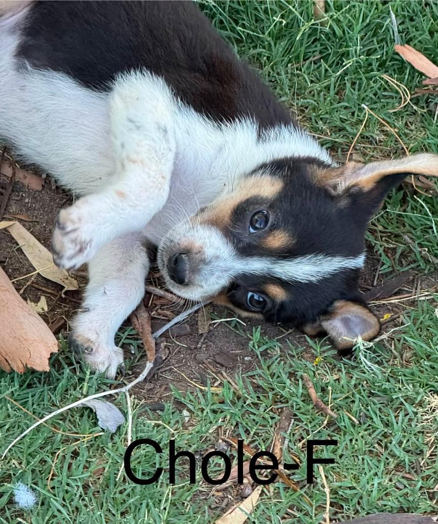 Enlarge Chloe, a Adoptable mixed breed in Bristol, WI image 3/6