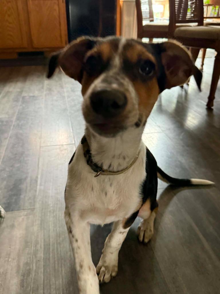 Enlarge Chloe, a Adoptable mixed breed in Bristol, WI image 3/6