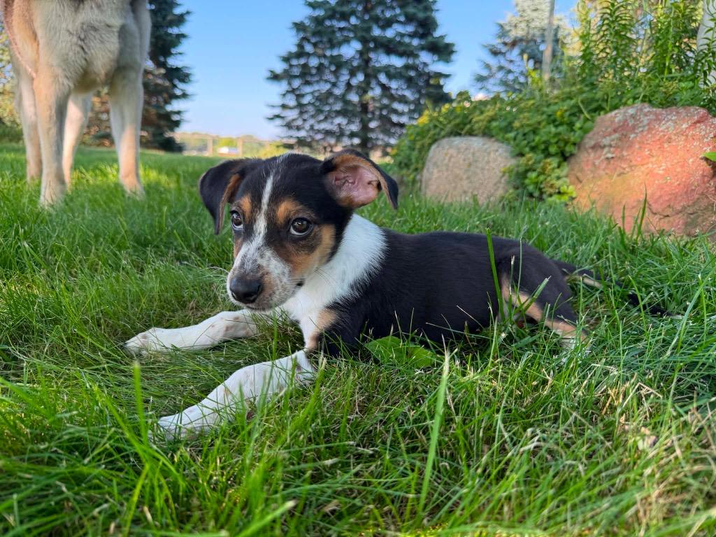 Enlarge Chloe, a Adoptable mixed breed in Bristol, WI image 4/6
