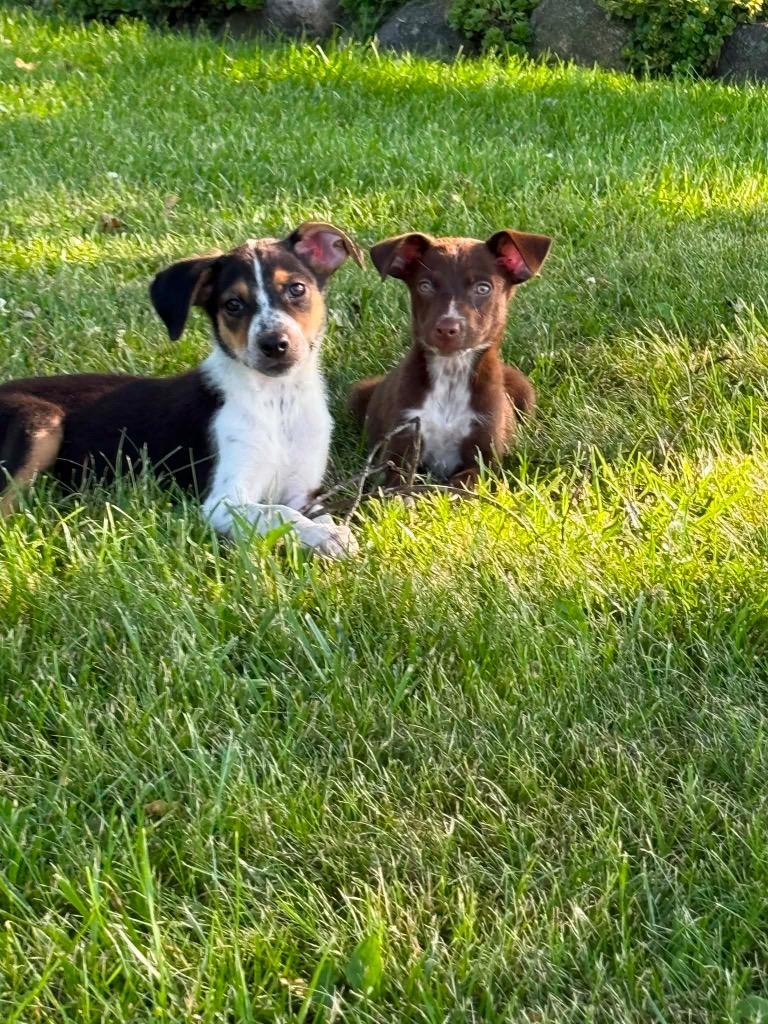 Enlarge Chloe, a Adoptable mixed breed in Bristol, WI image 5/6