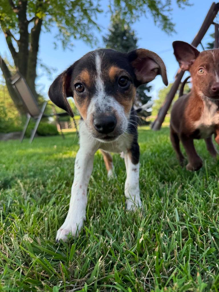 Enlarge Chloe, a Adoptable mixed breed in Bristol, WI image 6/6