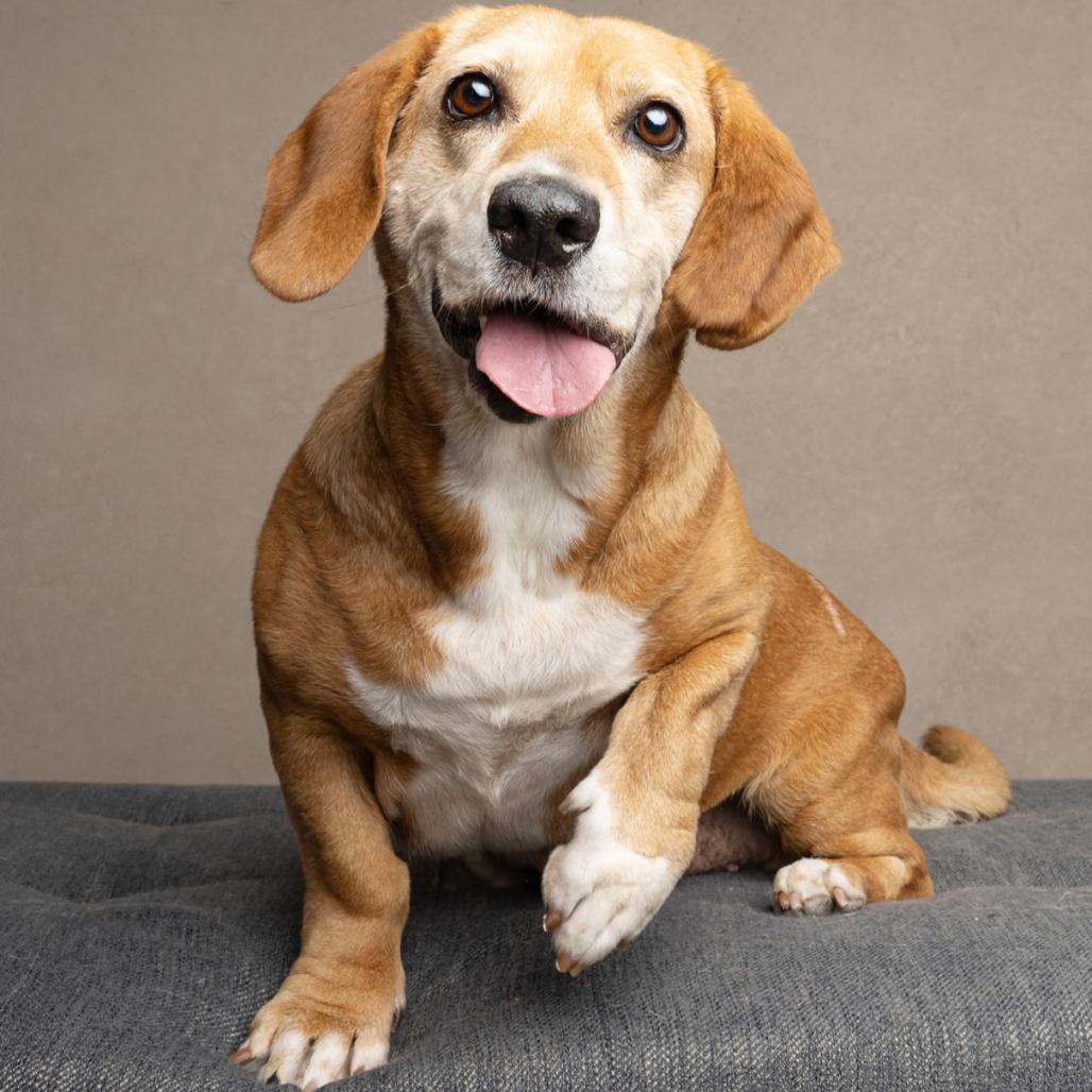Lisa, Adoptable, Adult Female Basset Hound & Beagle.