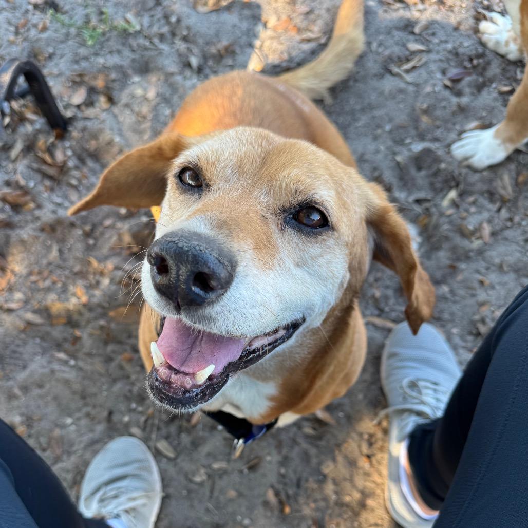 Lisa, a Adoptable mixed breed in Seminole, FL image 2/4