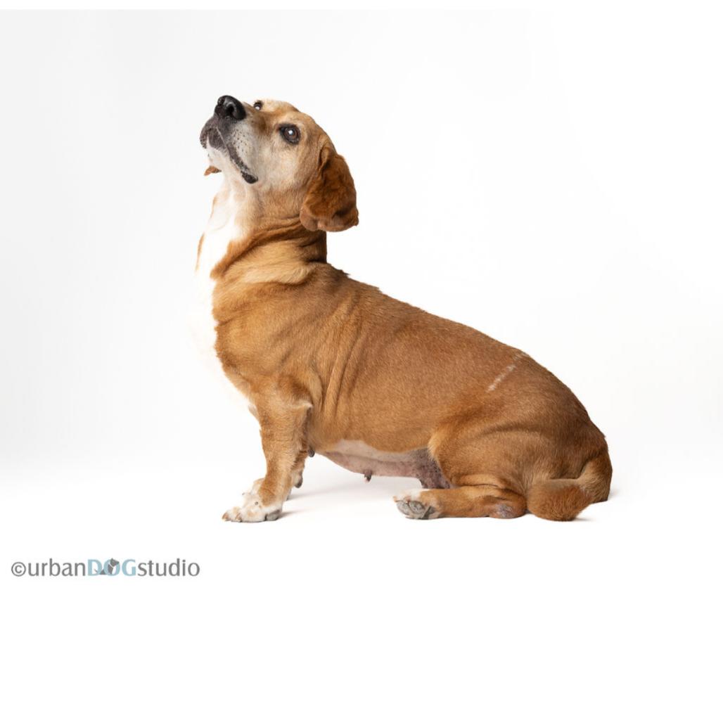 Lisa, a Adoptable mixed breed in Seminole, FL image 3/6