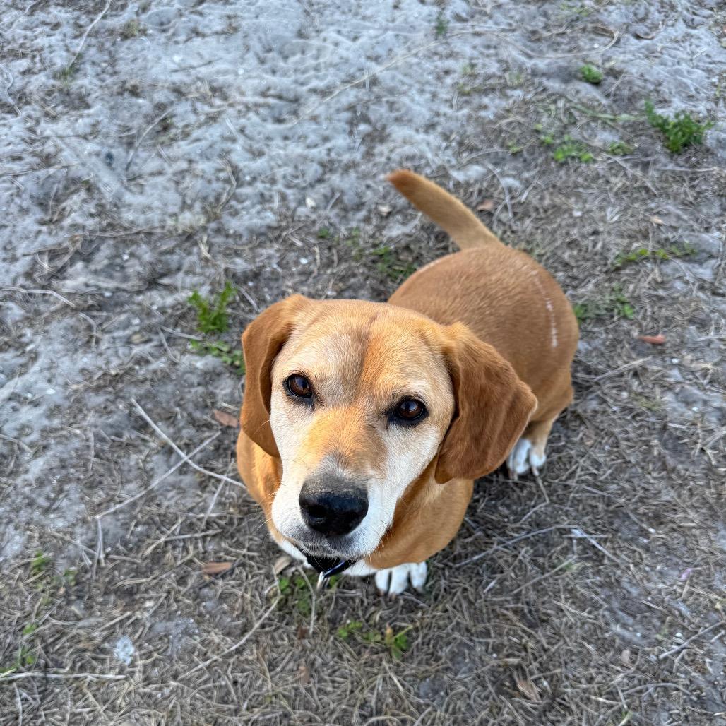 Lisa, a Adoptable mixed breed in Seminole, FL image 3/4