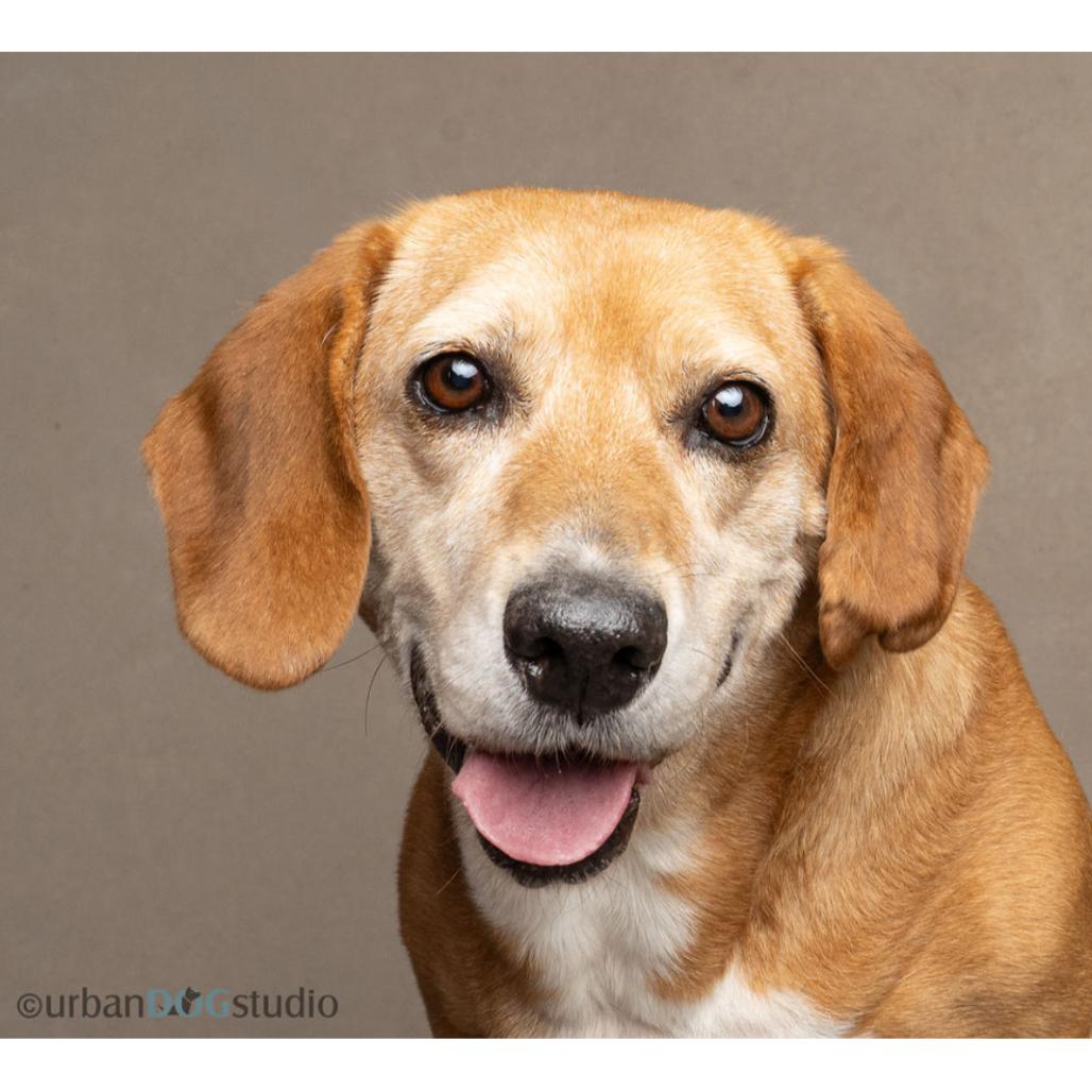 Lisa, a Adoptable mixed breed in Seminole, FL image 5/6