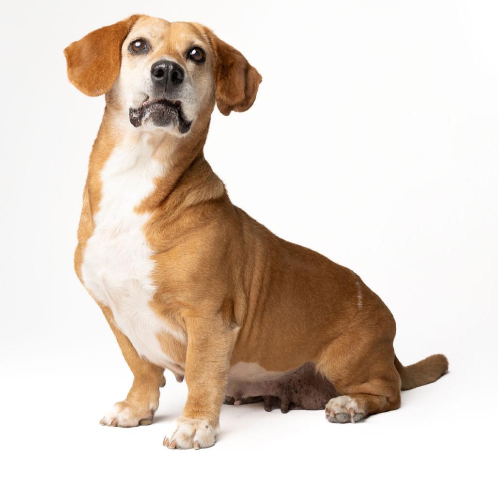 Lisa, a Adoptable mixed breed in Seminole, FL image 6/6