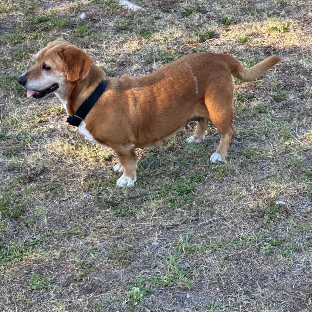 Lisa, a Adoptable mixed breed in Seminole, FL image 4/4
