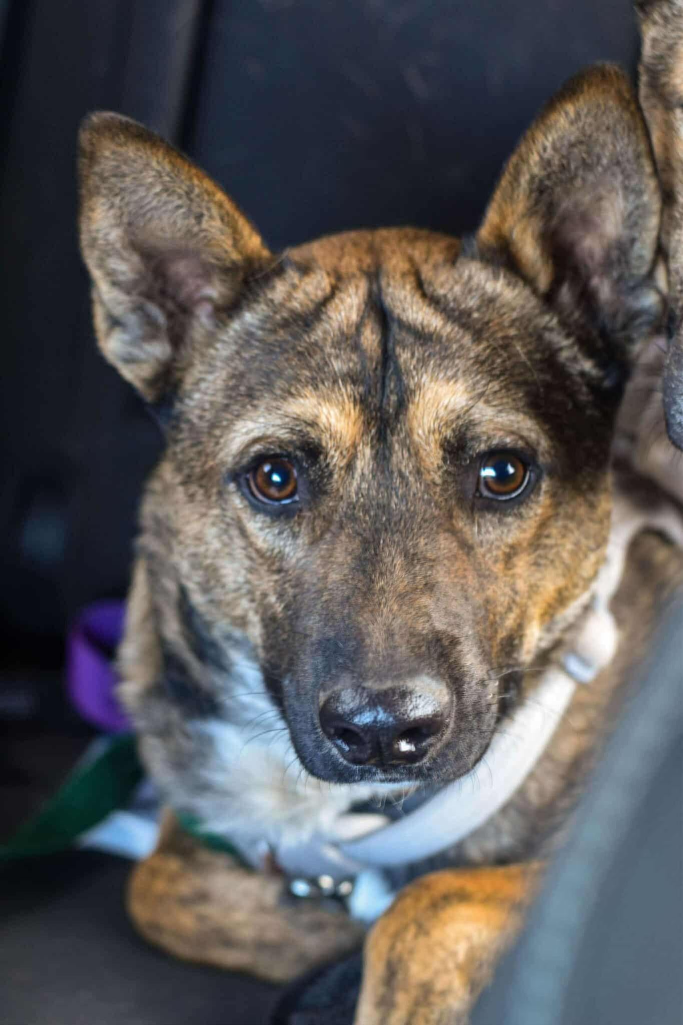 Enlarge Lol-P-27 Wyatt, an adoptable mixed breed in Billings, MT image 1/1