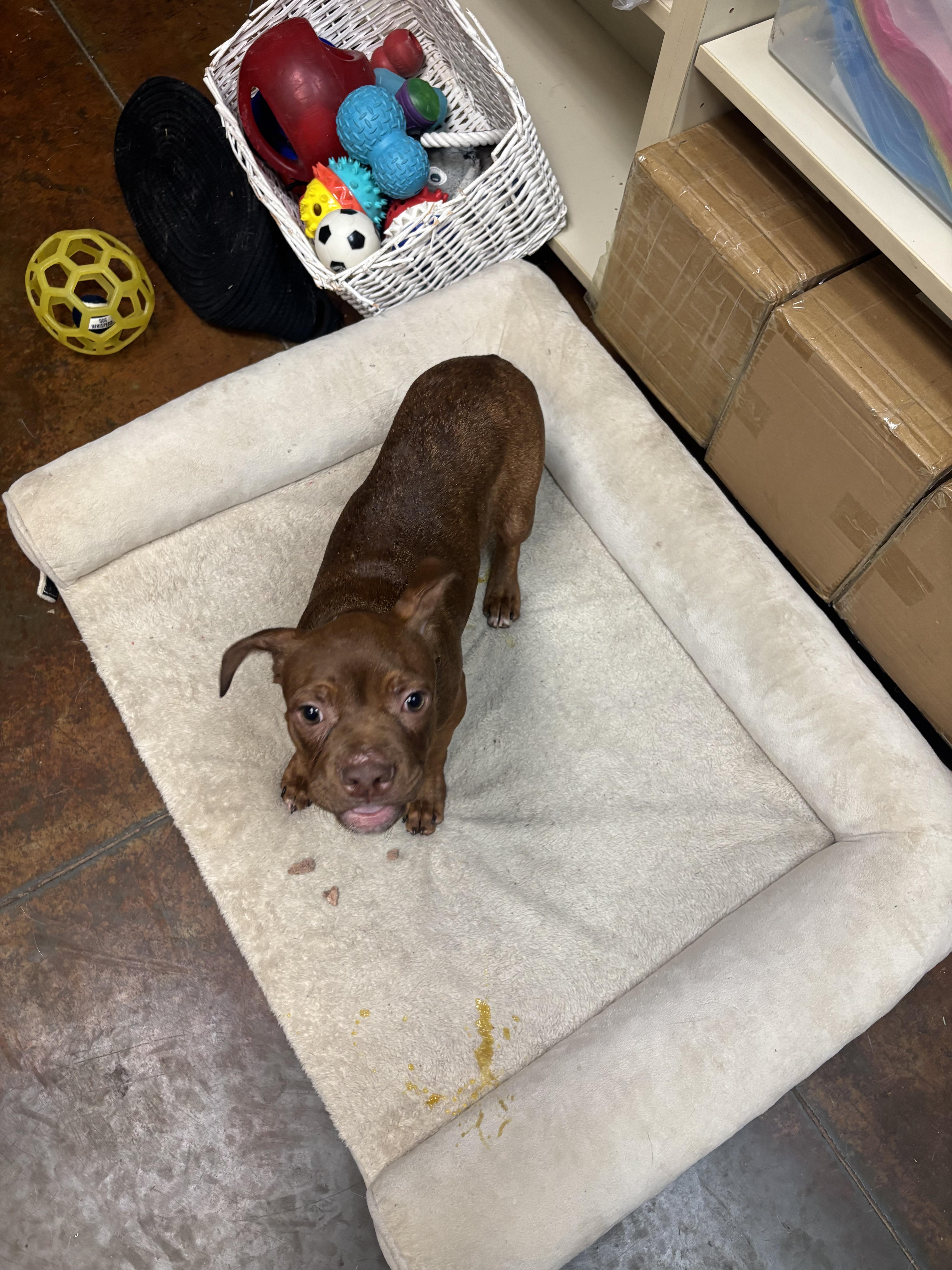 Bebop, a ADOPTABLE mixed breed in Council Bluffs, IA image 1/2