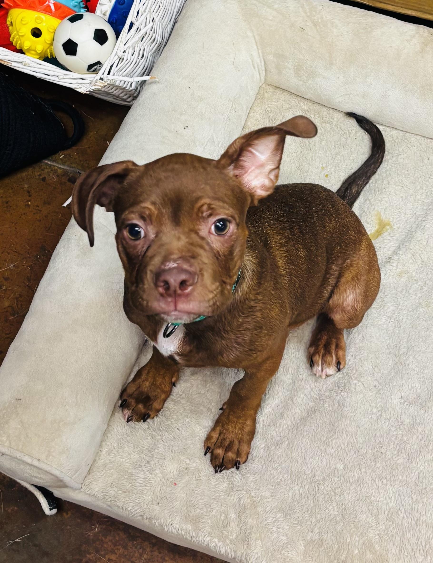 Bebop, a ADOPTABLE mixed breed in Council Bluffs, IA image 2/2