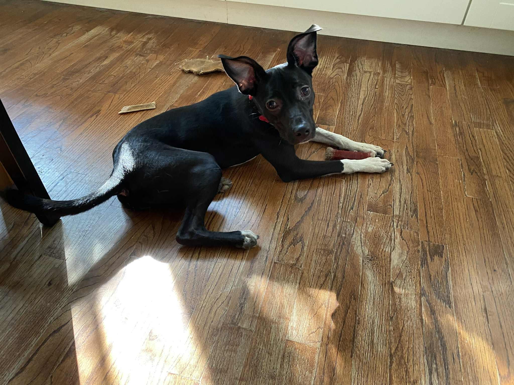 Ruth, a Adoptable mixed breed in Albany, NY image 2/3