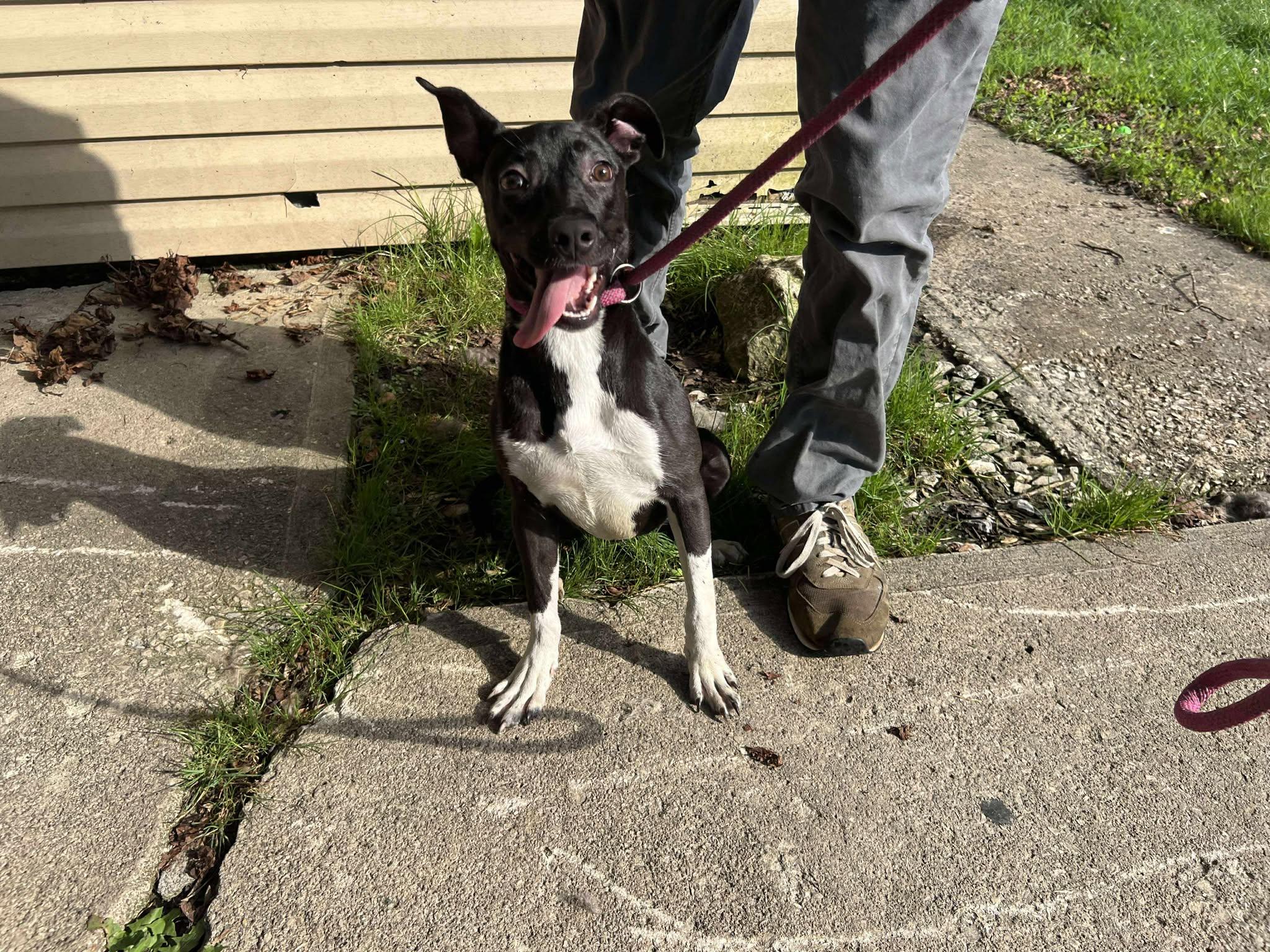 Ruth, a Adoptable mixed breed in Albany, NY image 3/3