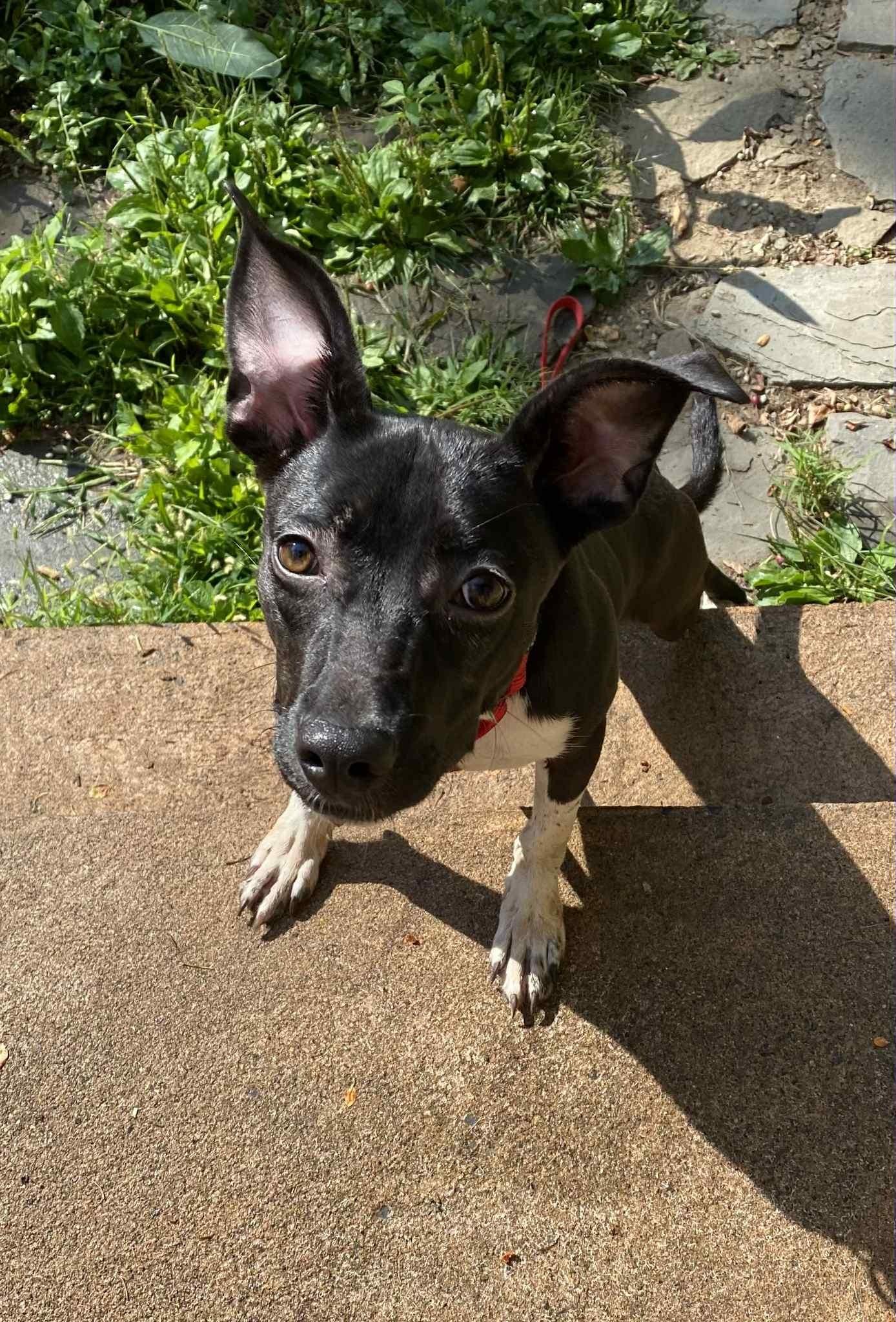 Ruth, Adoptable, Young Female Labrador Retriever.