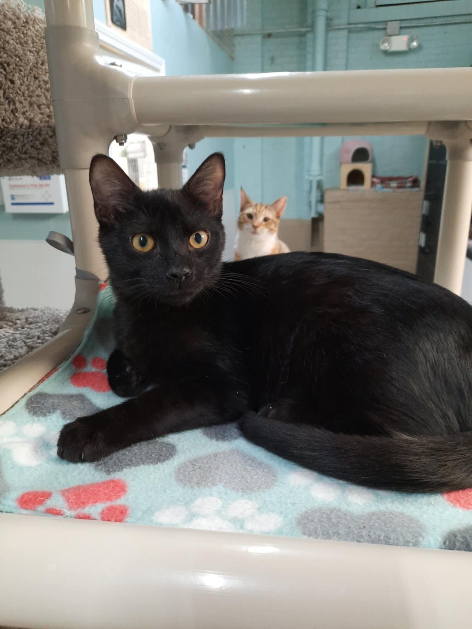 Milkshake, a Adoptable Domestic Short Hair in Gonic, NH image 1/3