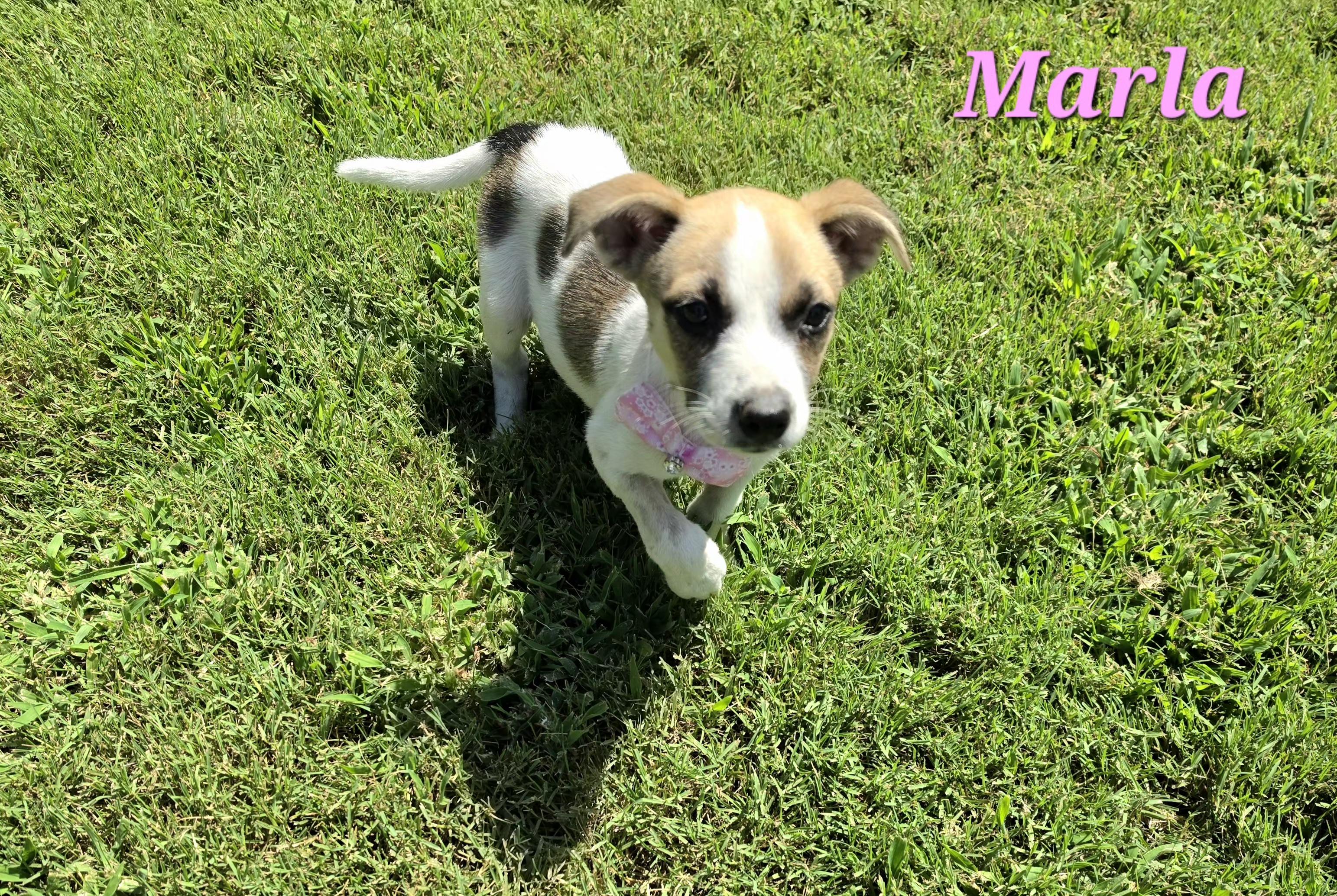 Marla Mars, a Adoptable mixed breed in Woburn, MA image 3/5