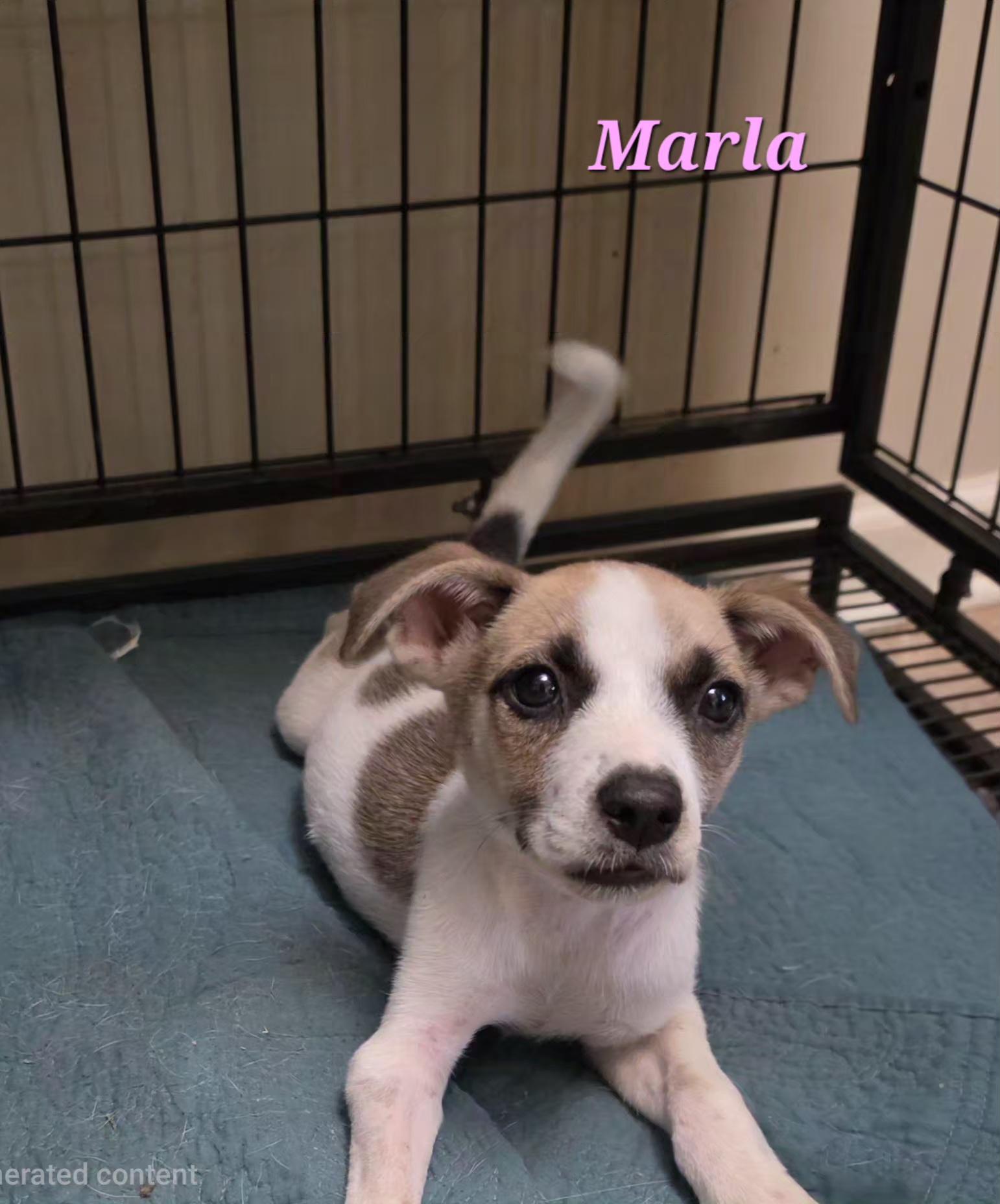 Marla Mars, a Adoptable mixed breed in Woburn, MA image 4/5