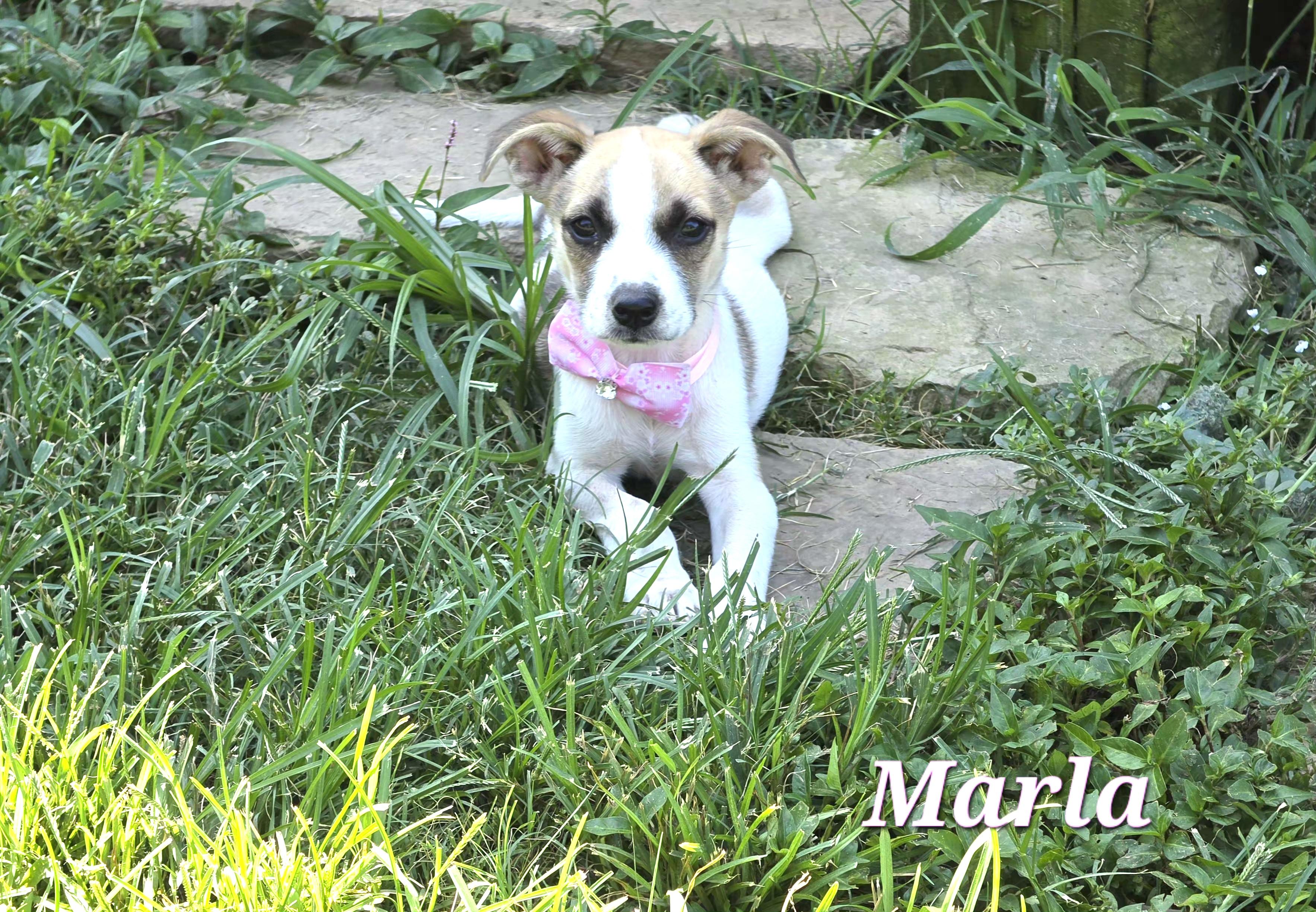 Marla Mars, a Adoptable mixed breed in Woburn, MA image 2/5