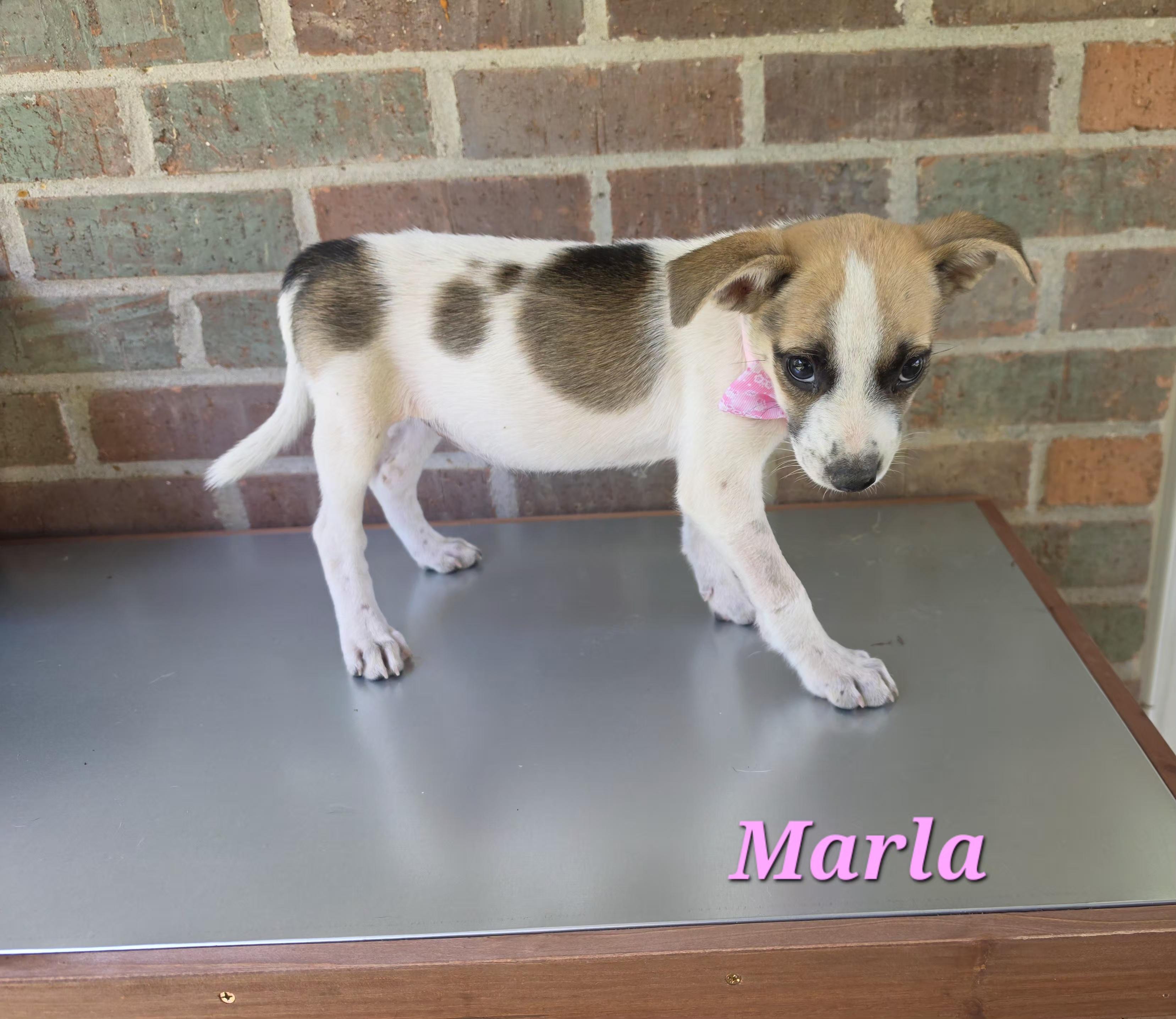 Marla Mars, a Adoptable mixed breed in Woburn, MA image 5/5