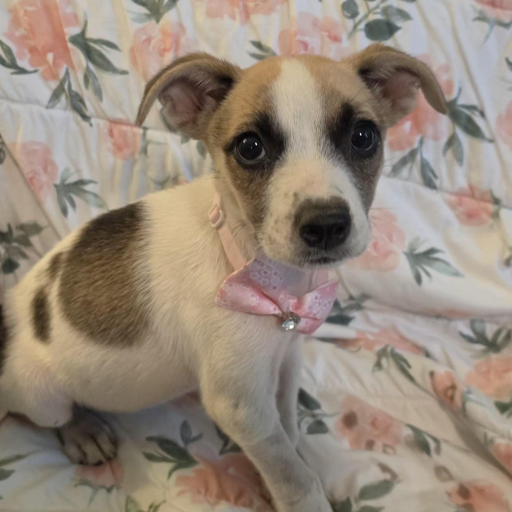 Marla Mars, a Adoptable mixed breed in Woburn, MA image 1/5