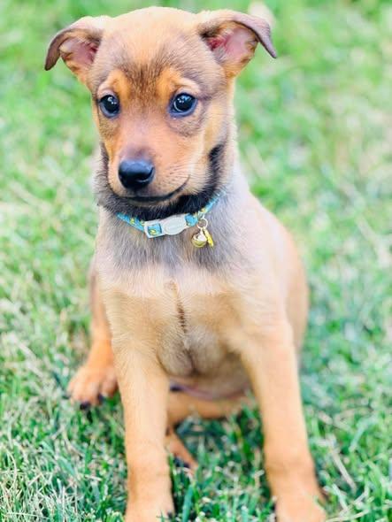Theodore "T.C." Calvin, a ADOPTABLE mixed breed in Winchester, KY image 3/5