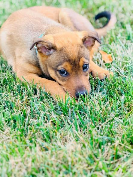Theodore "T.C." Calvin, a ADOPTABLE mixed breed in Winchester, KY image 5/5