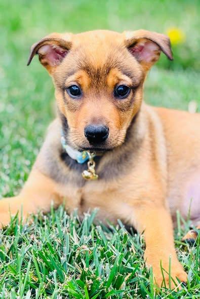 Theodore "T.C." Calvin, ADOPTABLE, Puppy Male Mixed Breed.