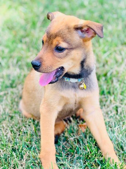 Theodore "T.C." Calvin, a ADOPTABLE mixed breed in Winchester, KY image 2/5