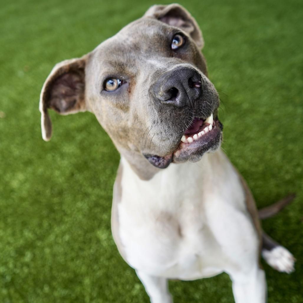 Kona — thumbnail 2