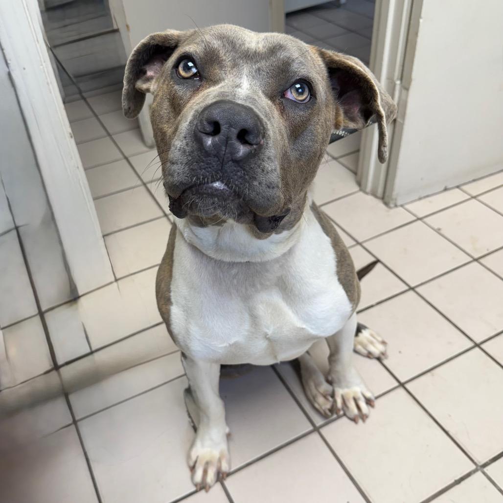 Kona — thumbnail 3