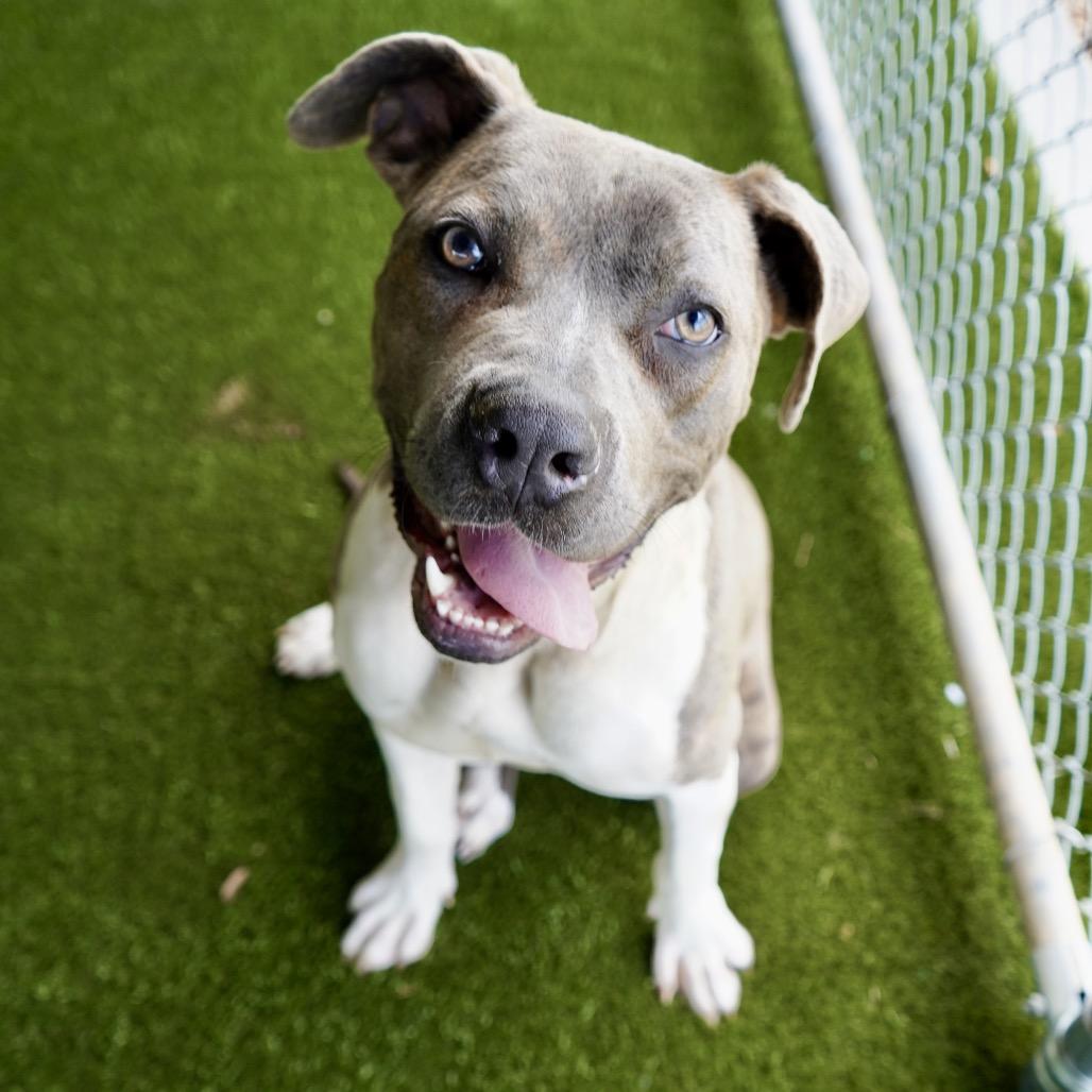 Kona — thumbnail 4