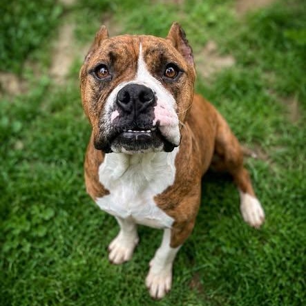 Kira, an adopted mixed breed in Shinnston, WV image 4/4
