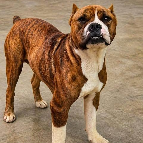 Kira, an adopted mixed breed in Shinnston, WV image 1/4