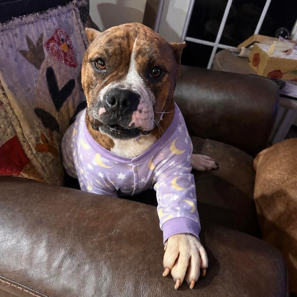 Kira, an adopted mixed breed in Shinnston, WV image 2/4