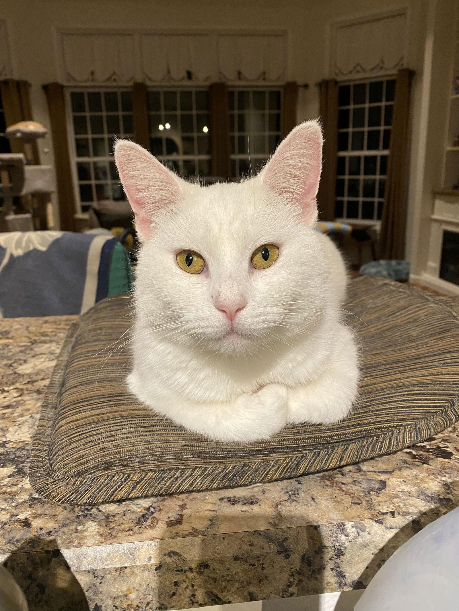 Enlarge Pearl, a Adoptable Domestic Short Hair in Williamsburg, IA image 1/1