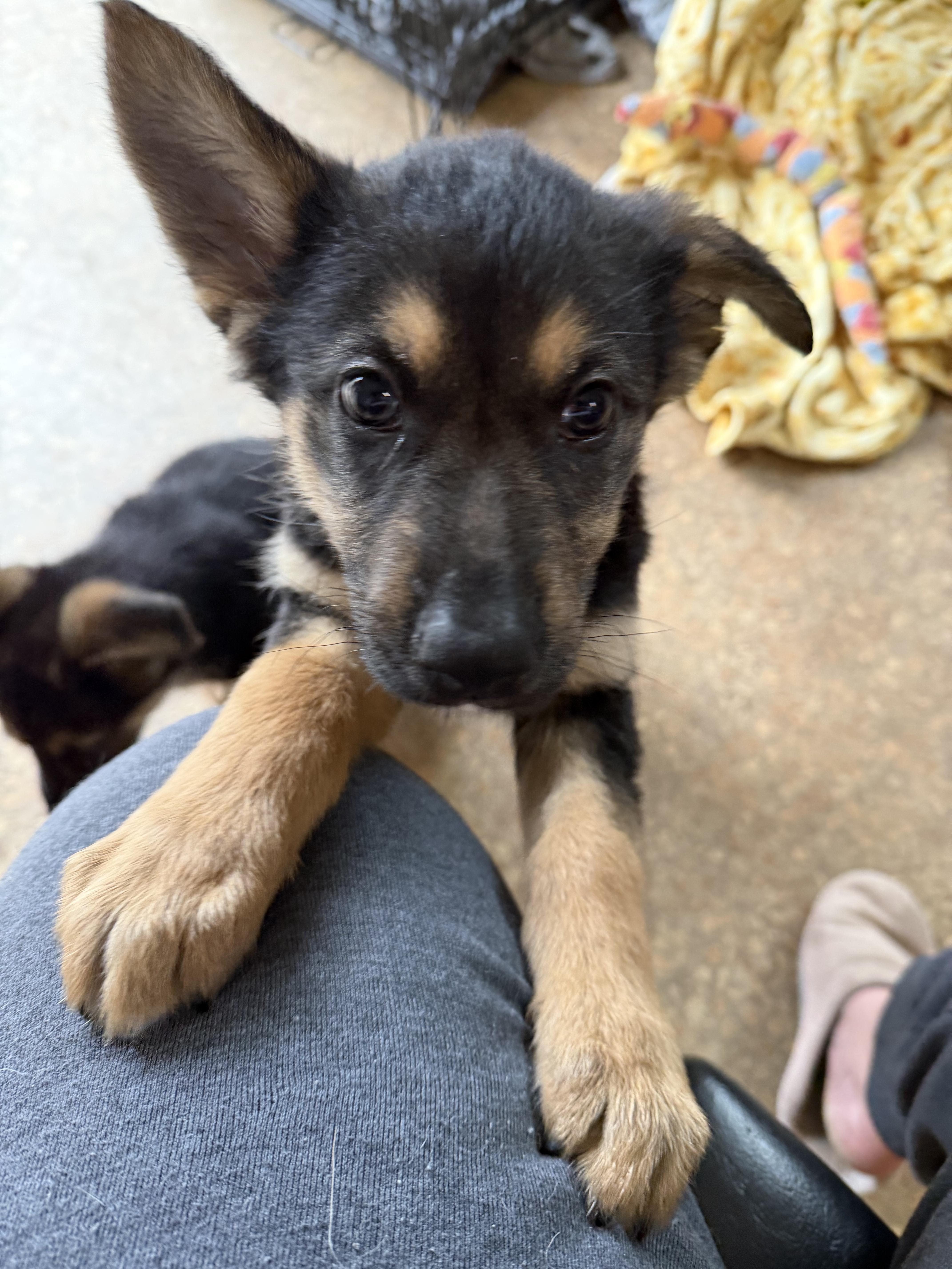 Enlarge Lila Joy, an adopted Mixed Breed in Kenosha, WI image 3/4