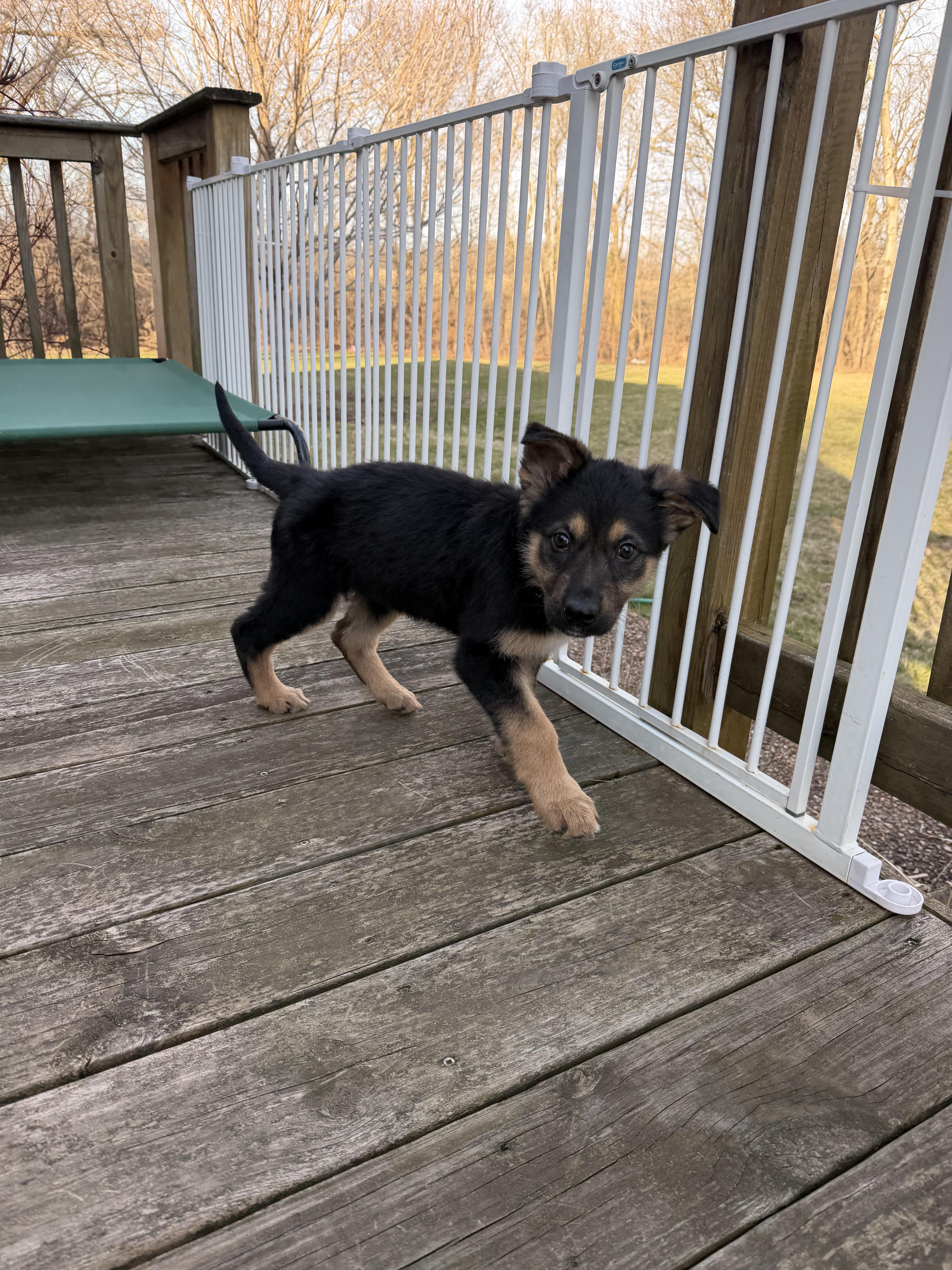 Enlarge Lila Joy, an adopted Mixed Breed in Kenosha, WI image 4/4