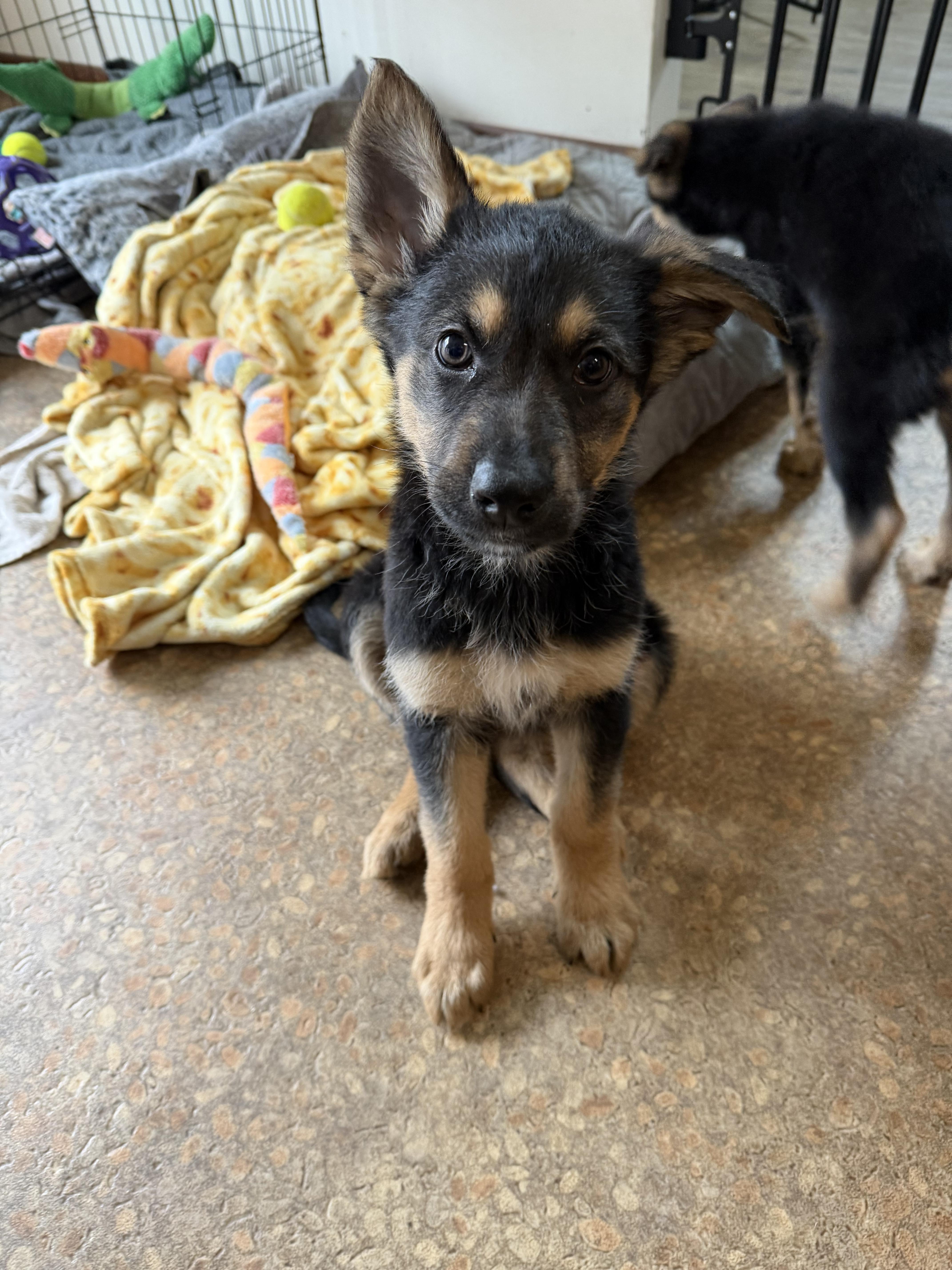 Enlarge Lila Joy, an adopted Mixed Breed in Kenosha, WI image 2/4