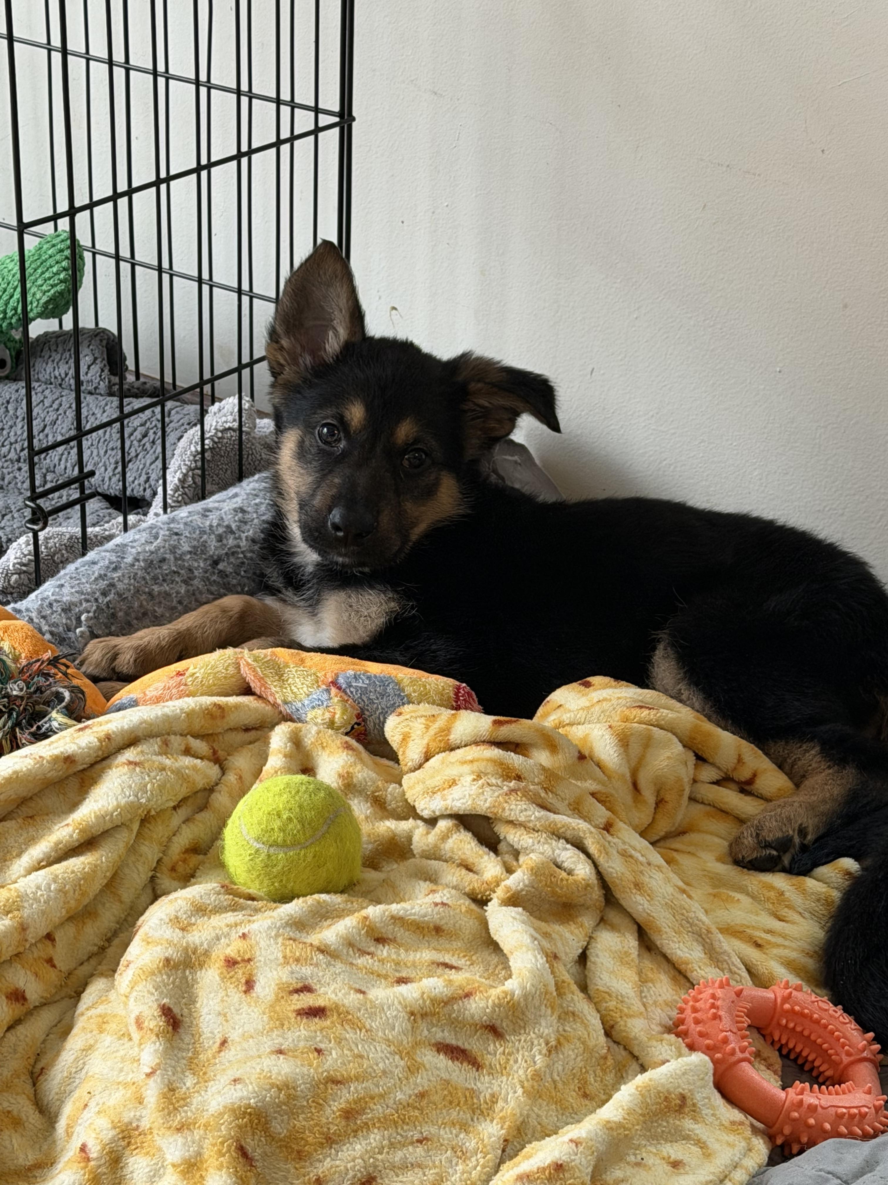 Enlarge Lila Joy, an adopted Mixed Breed in Kenosha, WI image 1/4