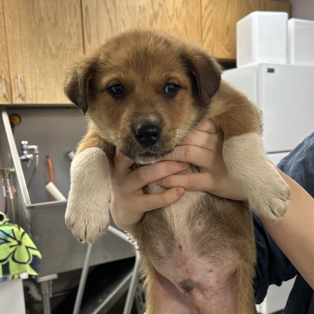 Detergent, Adoptable, Puppy Male Mixed Breed.