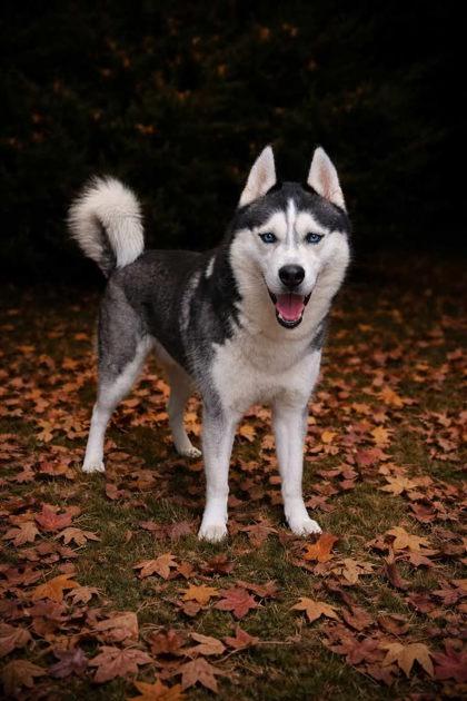 DB Cooper , ADOPTABLE, Adult Male Husky.