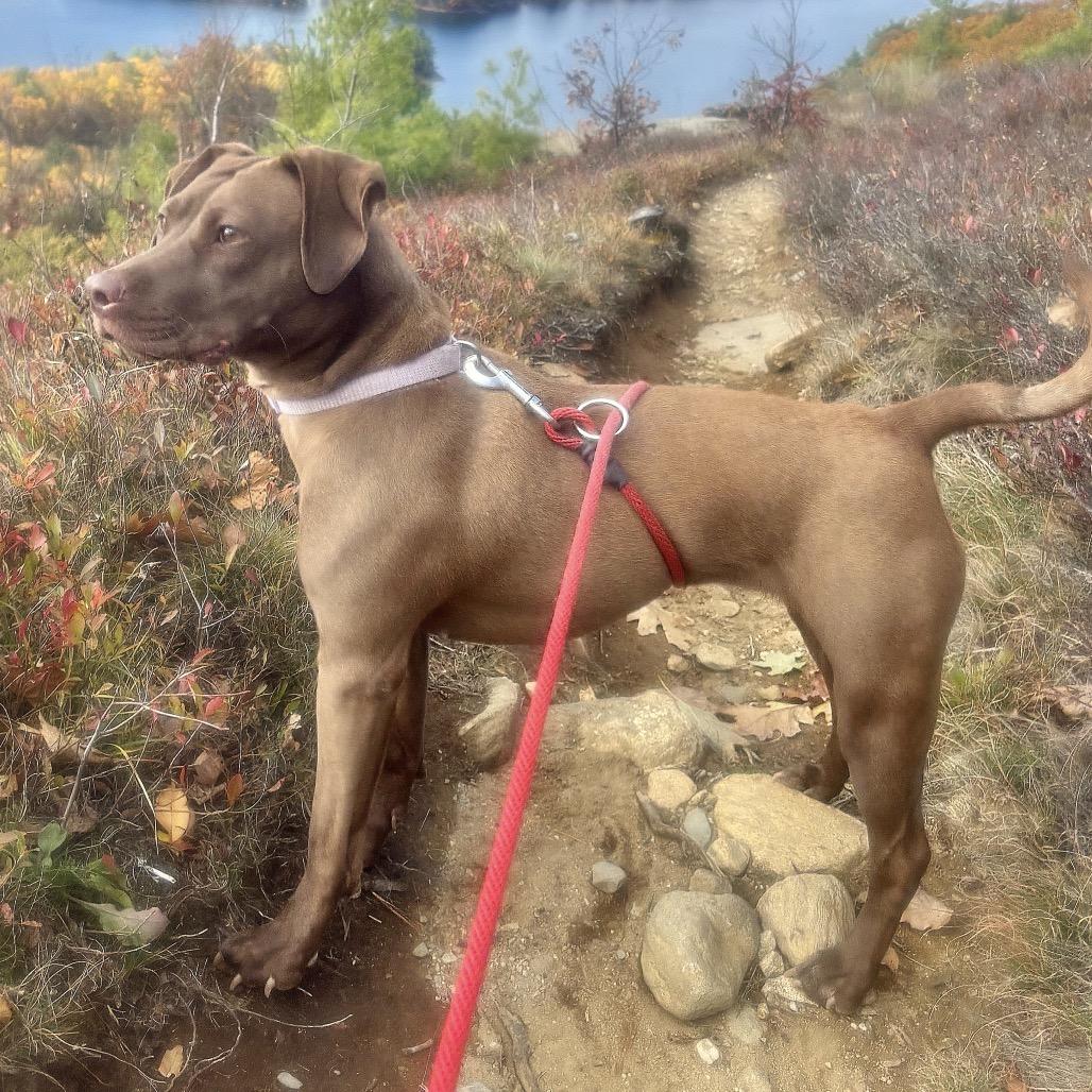 Rue, Adoptable, Young Female Pit Bull Terrier & Dachshund.
