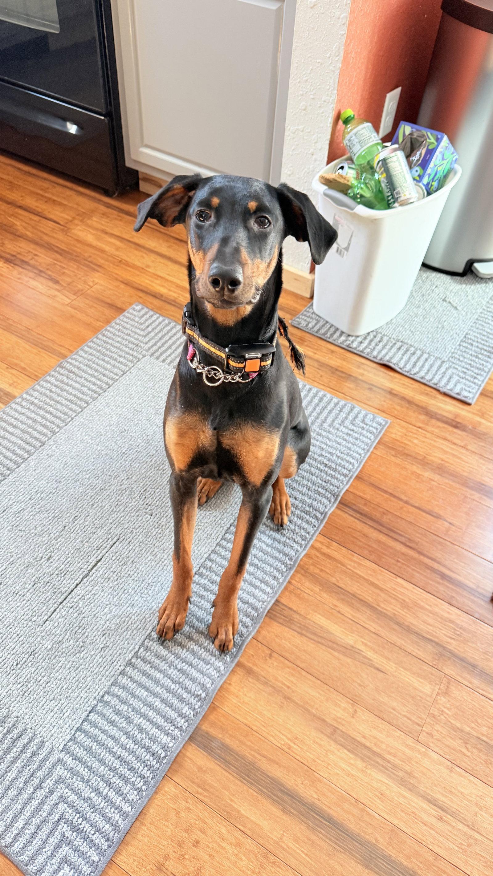Enlarge Ruby, a Adopted Doberman Pinscher in Minneapolis, MN image 1/2