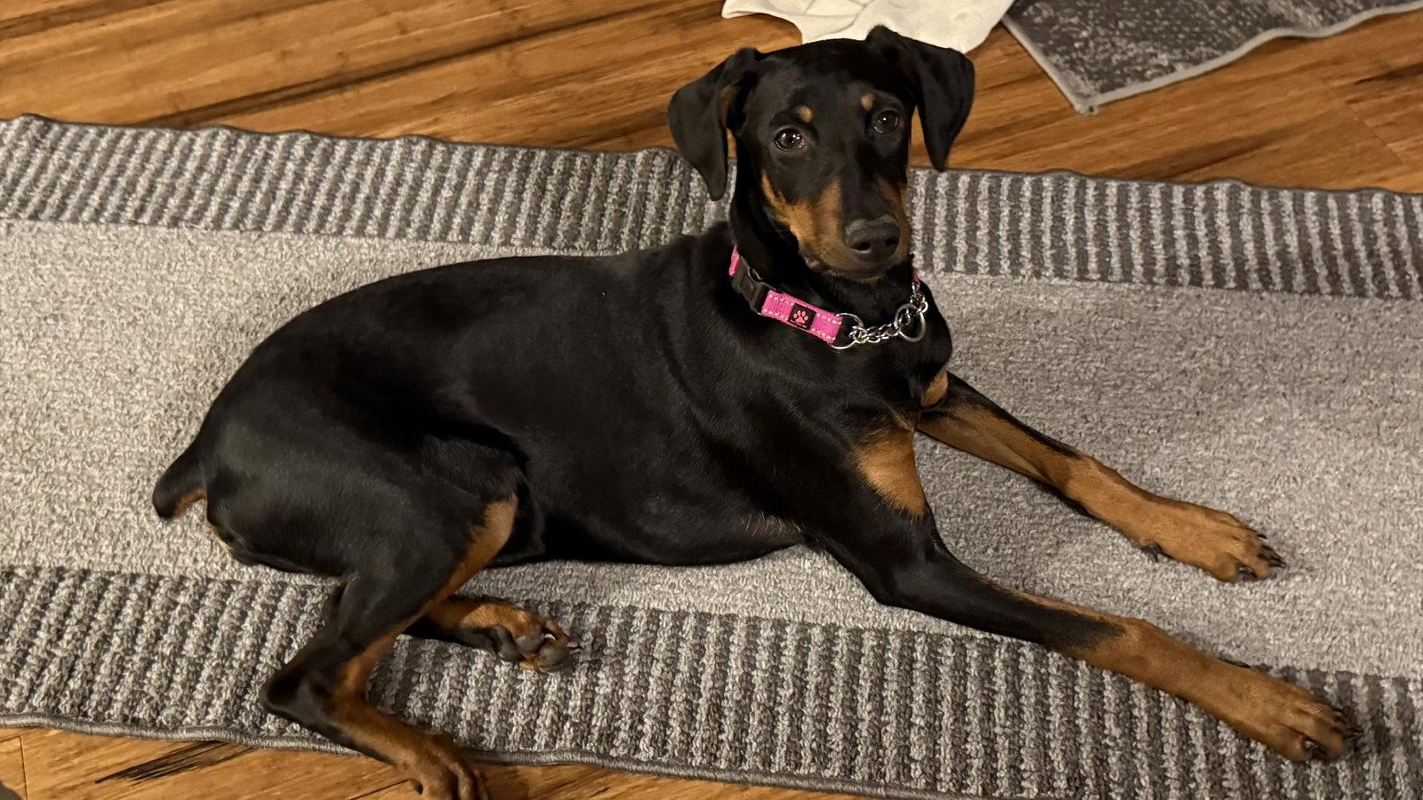 Enlarge Ruby, a Adopted Doberman Pinscher in Minneapolis, MN image 2/2